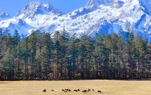 Yunshanping: Un pellegrinaggio dal regno segreto di Jade Dragon Snow Mountain all'Amore Terra Santa di Naxi