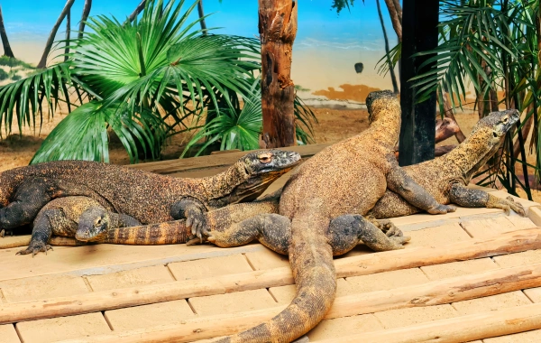 Longlong Wildlife World: Eine immersive Reise durch fünf Kontinente der Naturwunder-3