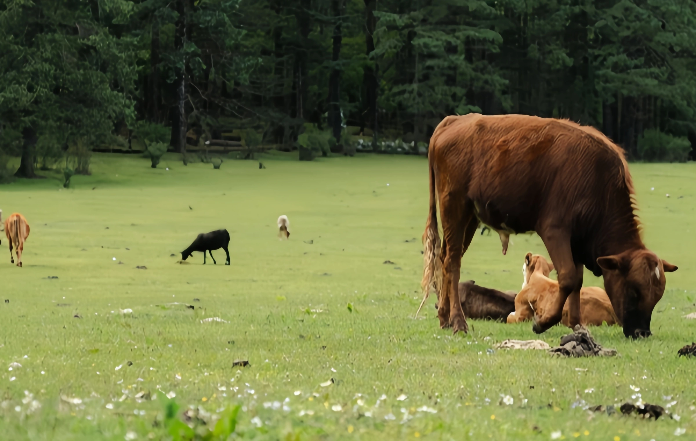 Yunshanping: Un pellegrinaggio dal regno segreto di Jade Dragon Snow Mountain all'Amore Terra Santa di Naxi-2