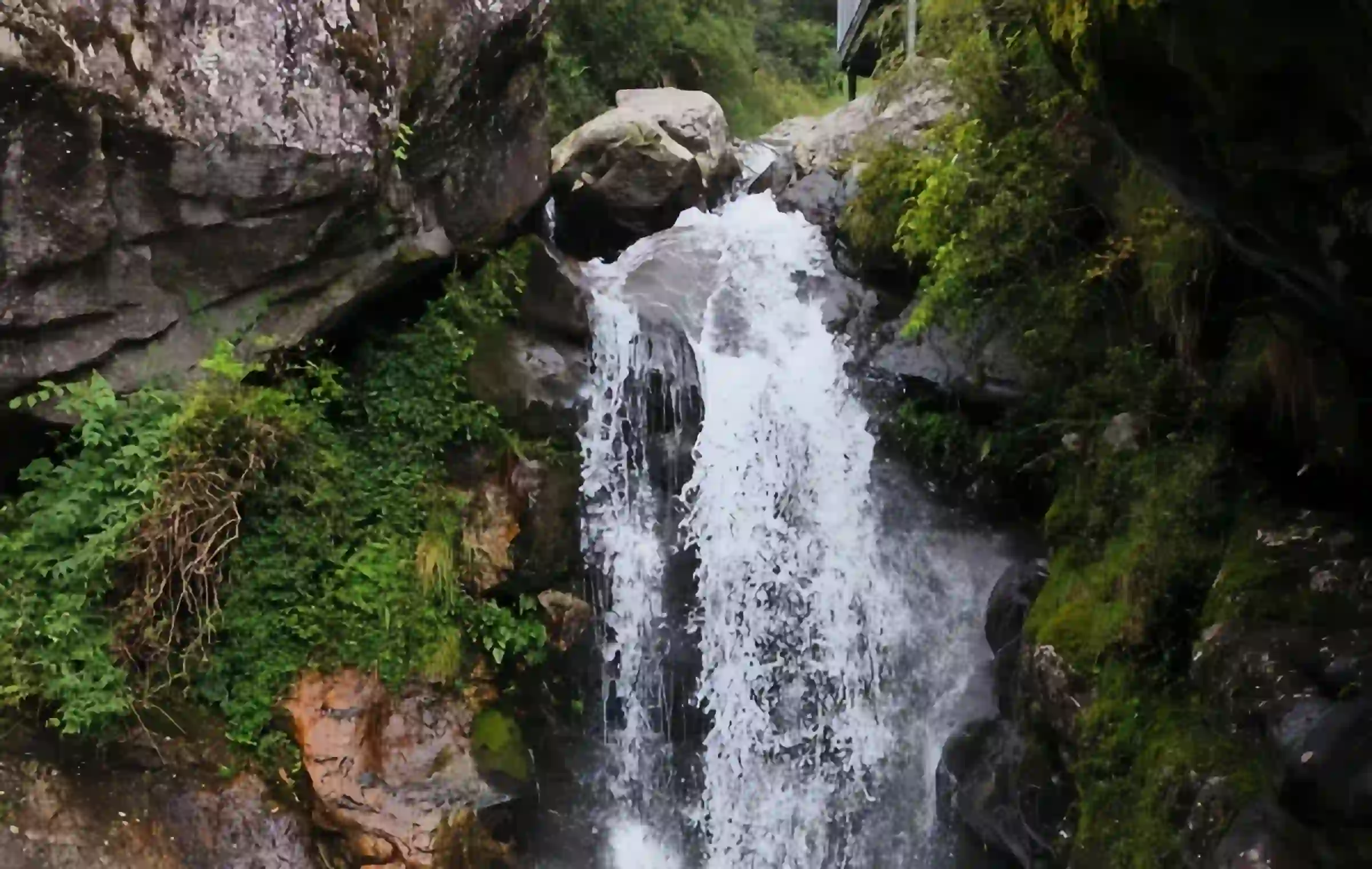 Parc de Cangshan : un épi naturel du toit du monde au vent, aux fleurs, à la neige et à la lune-4