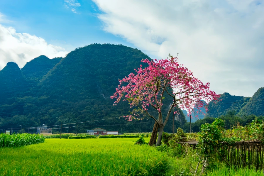 Yingxi Peak Forest: Die Landschaft von Lingnan entdecken-3