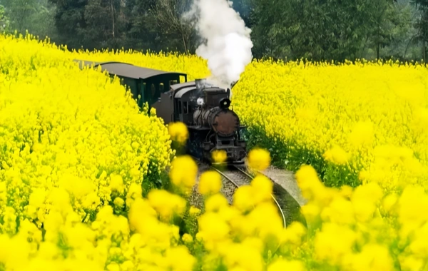 Jiayang small train: a living fossil of the industrial revolution passing through the flower sea-4