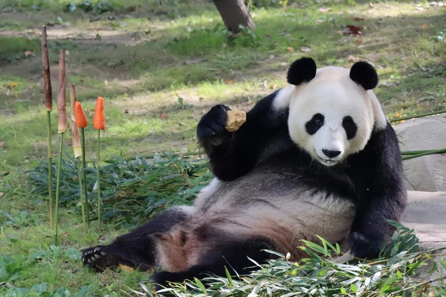 Shanghai Wild Animal Park: Eine Explorationsreise von Urban Oasis nach Natural Kingdom