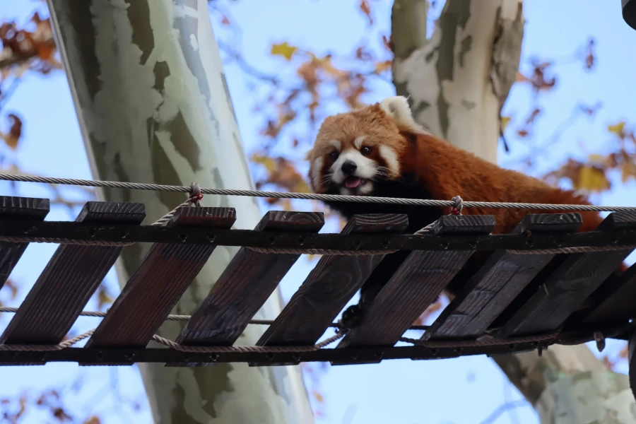 Shanghai Wild Animal Park: Eine Explorationsreise von Urban Oasis nach Natural Kingdom-4