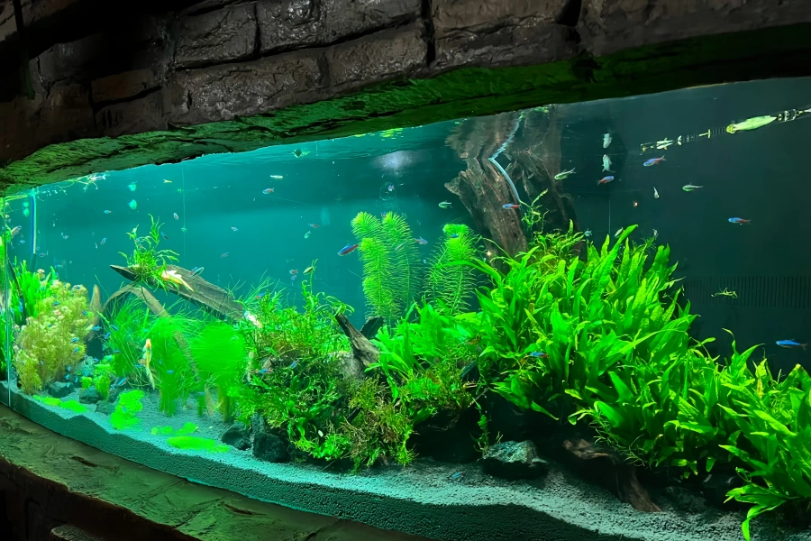 Shanghai Ocean Aquarium: A Panoramic Ocean Journey from the Yangtze River to the Deep Sea-3