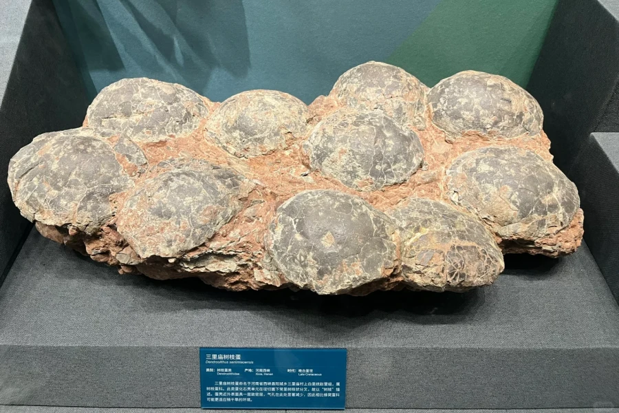 Beijing Museum of Natural History: Eine epische Reise der Lebensentwicklung über hunderte Millionen von Jahren-3