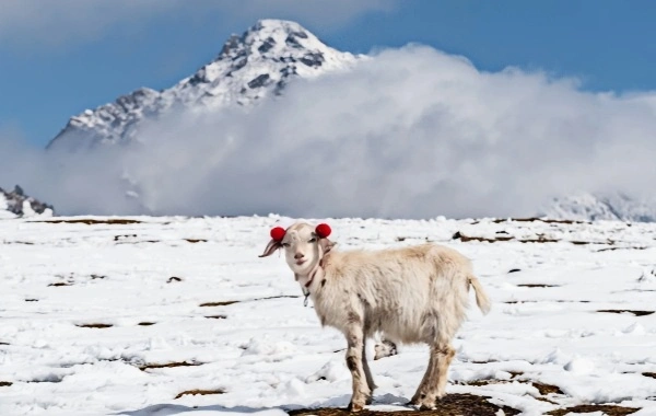 جبال كيليان: معجزة إيكولوجية مِنْ a 