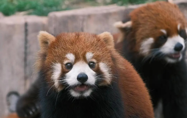 Chongqing Zoo:A Lifeline for the Mountain City for 70 Years-2