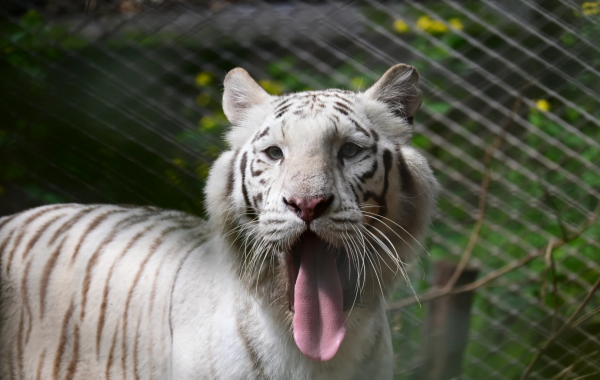 Chongqing Zoo:A Lifeline for the Mountain City for 70 Years-3