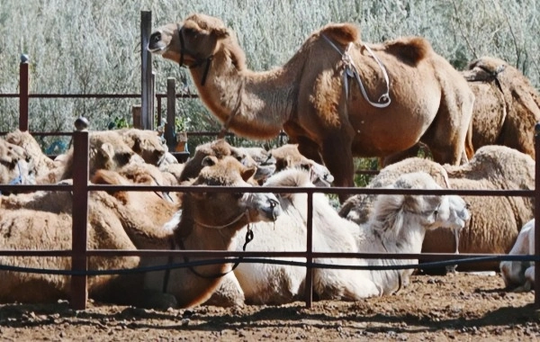 Yulong Sand بحيرة ما قبل التاريخ 