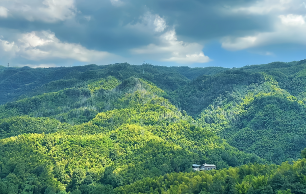 Shunan Bamboo Sea:A Journey into a Verdant Bamboo Wonderland Amidst Vast Green Waves