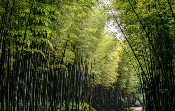 Shunan Bamboo Sea:A Journey into a Verdant Bamboo Wonderland Amidst Vast Green Waves-3