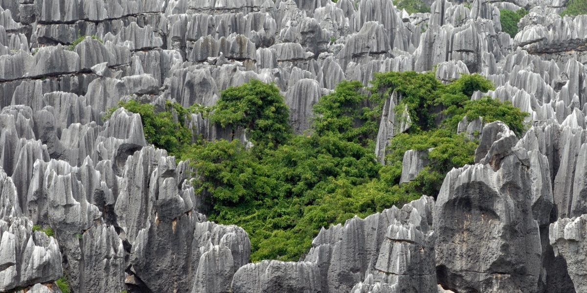 The Stone Forest Trip
