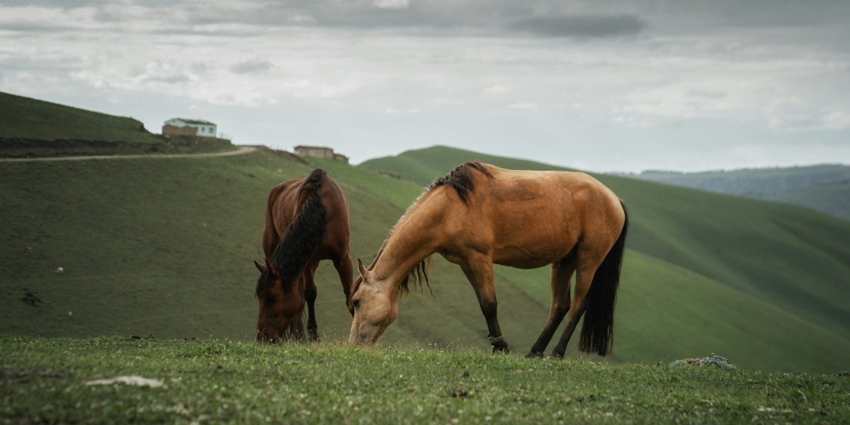 A panoramic tour, from southern Xinjiang to northern Xinjiang
