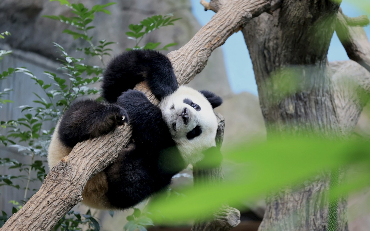 Day 4: Chengdu Departure