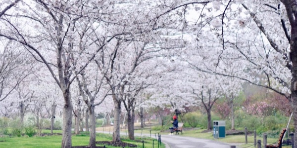 1740994277583.jpg 上海植物园 (2).jpg