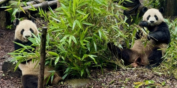 <a class='seo-content-a'  target='_blank'  href = 'https://intotravelchina.com/html/web/chengdu/index.html'>panda</a>.jpg