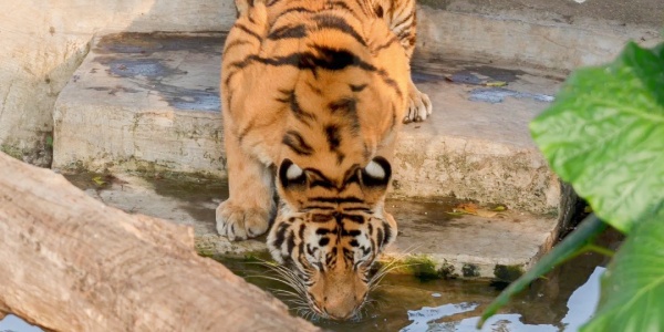 shenzhen trip,<a class='seo-content-a'  target='_blank'  href = 'https://intotravelchina.com/html/web/hangzhou/index.html'>china travel</a>,animals,tiger.jpg