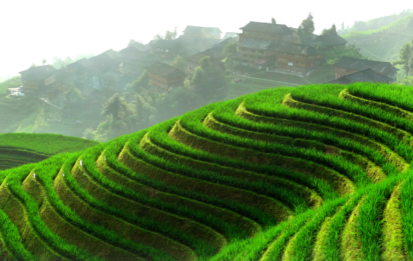 Longji Rice Terraces