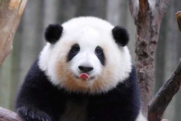 Chengdu Panda Anleitung: Top Spots zu beobachten, zu verfassen und zu erfahren Giant Pandas