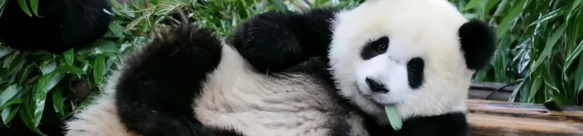 Chengdu After Dark: Una guida ai mercatini notturni, alla vita notturna e alle vie alimentari che catturano l’anima vibrante della città