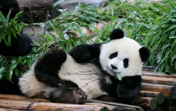 Chengdu nach Dark: Ein Leitfaden für Nachtmärkte, Nachtleben und Food Streets, die die gewaltsame Seele der Stadt erobern