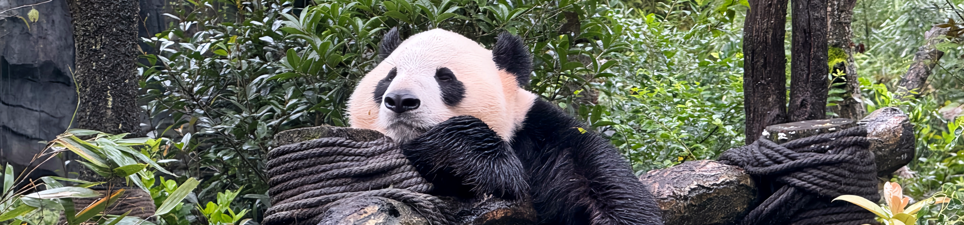 Top 5 du Sichuan Plats : un voyage épicé et savoureux à travers la Chine