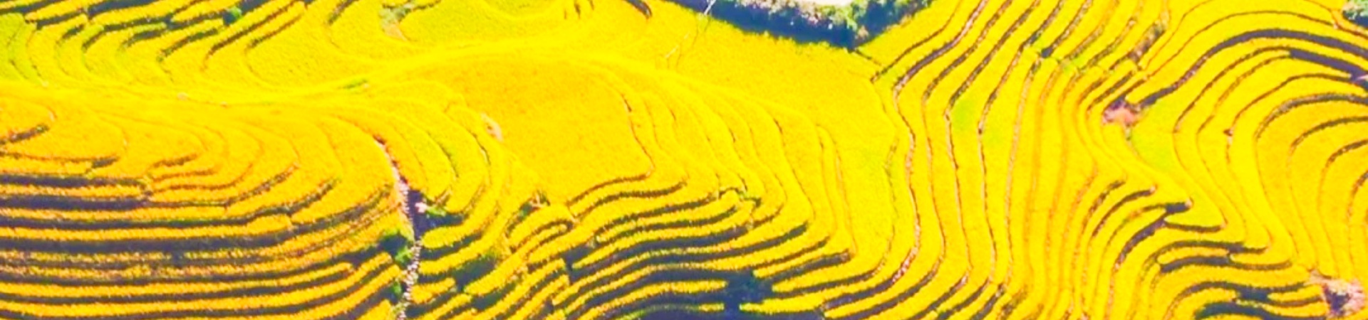 Longji Rice Terraces
