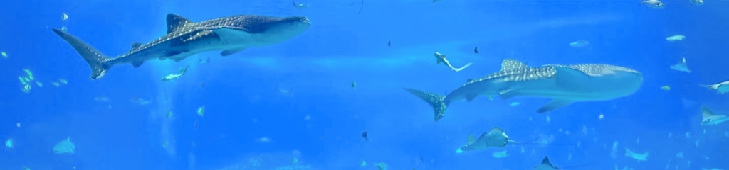 Chimelong Ocean Kingdom