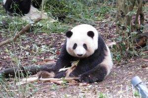 Chengdu Panda Base