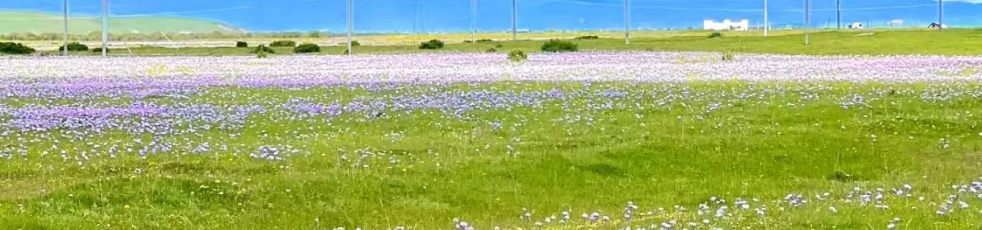 Zoige Grassland