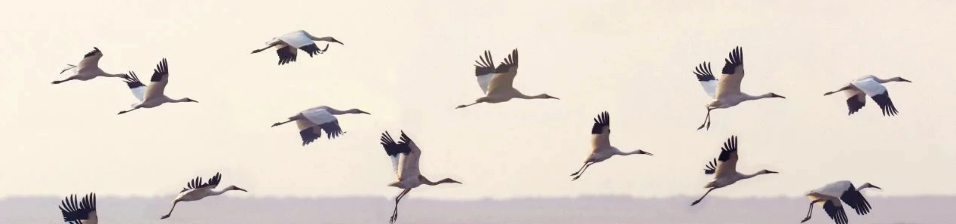 Poyang Lake National Wetland Park
