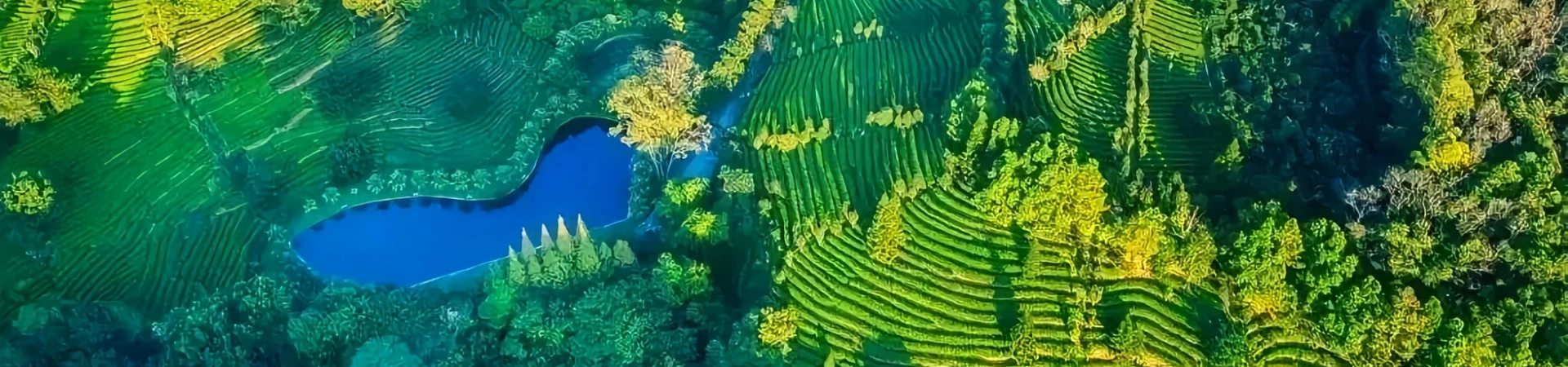 ヤンナンフェイ茶植栽風景区