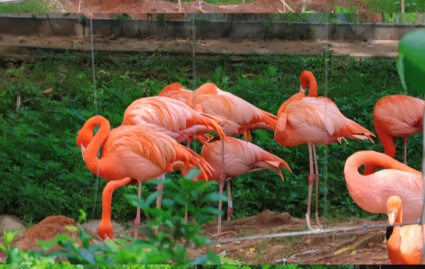 Changsha Ecological 