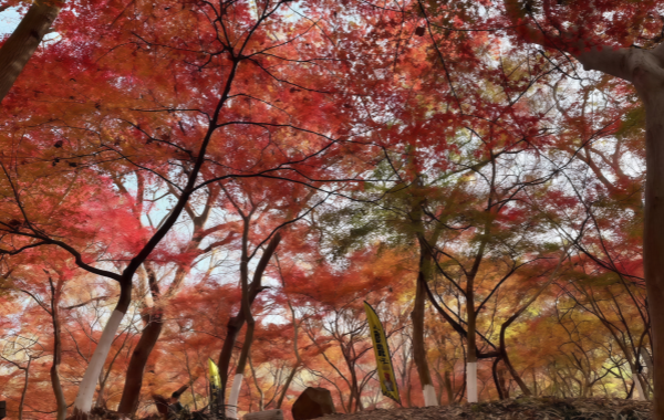 Furong Ancient Town