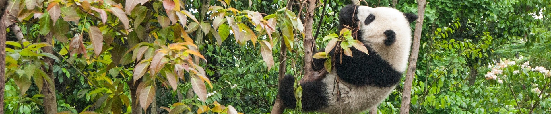 Panda and Kungfu Tour