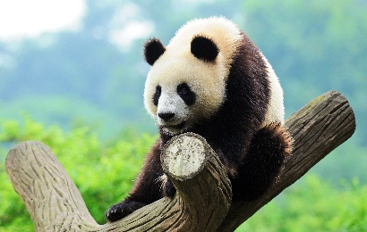 1-Day Chengdu Panda Tour
