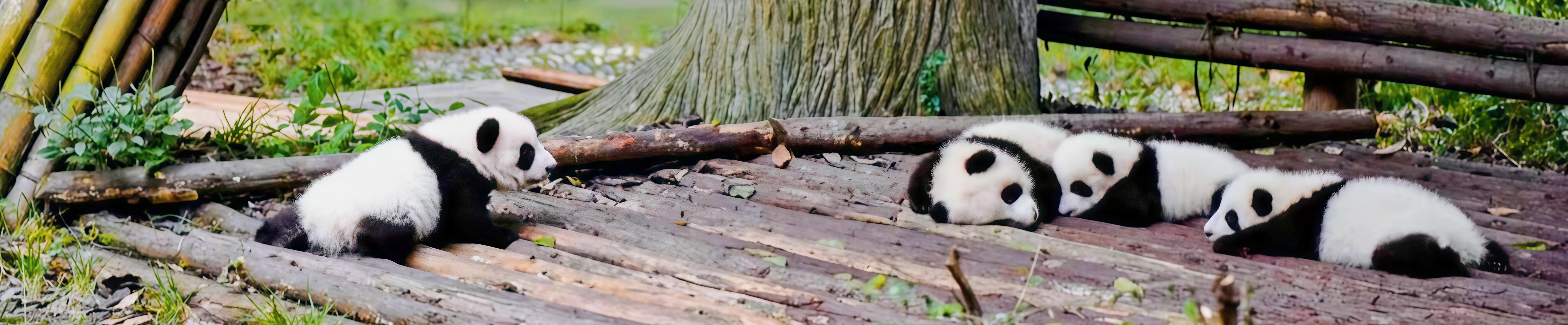 1-Day Chengdu Panda Tour