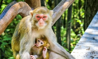 Día 3: Salida de Chongqing