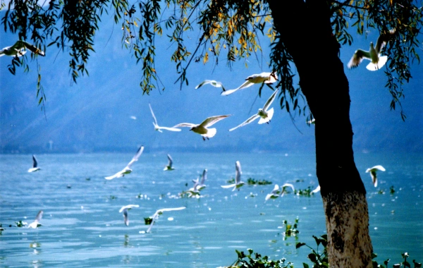 7 Days Kunming Lijiang Dali Chengdu Cultural Discovery Tour