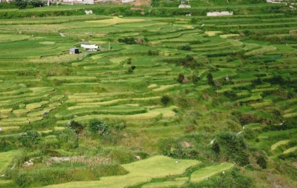 Día 8: Rongjiang - Kaili 