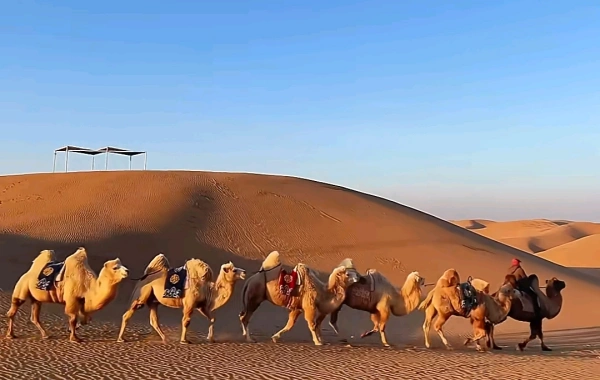 Jour 9: Départ Hohhot