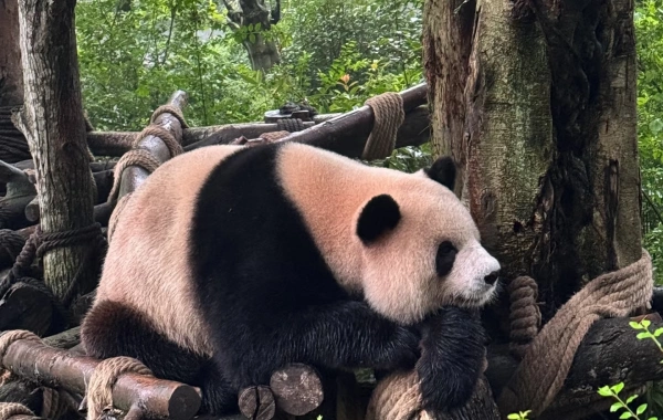 Day 4: Chengdu-Xi'an