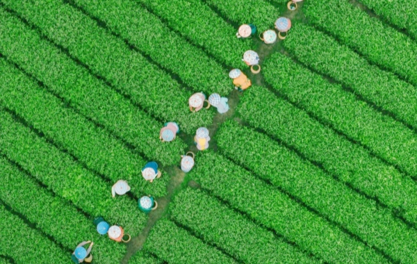 اليوم الخامس: هانغتشو ديراج