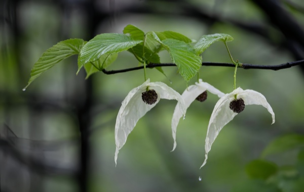 Davidia involucrata